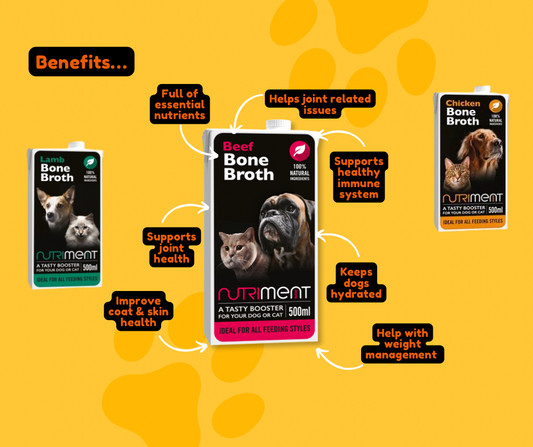 The Benefits of Giving Your Dog Bone Broth