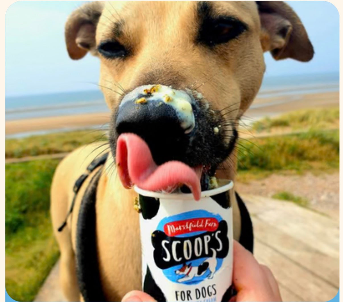Scoops Vanilla Ice Cream for Dogs 125ml