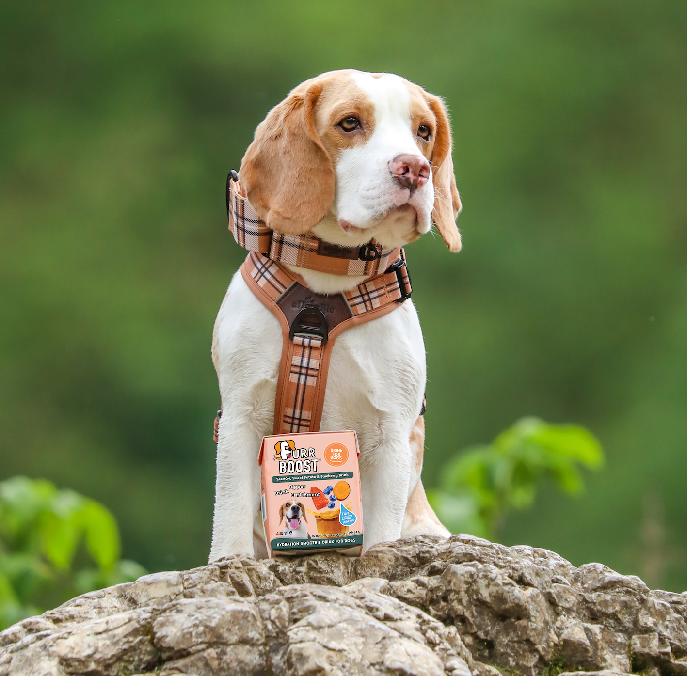 Dog wearing a plaid harness sitting on a rock with a product package in front