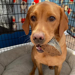 Meaty Cow Hoof (stuffed) (single)