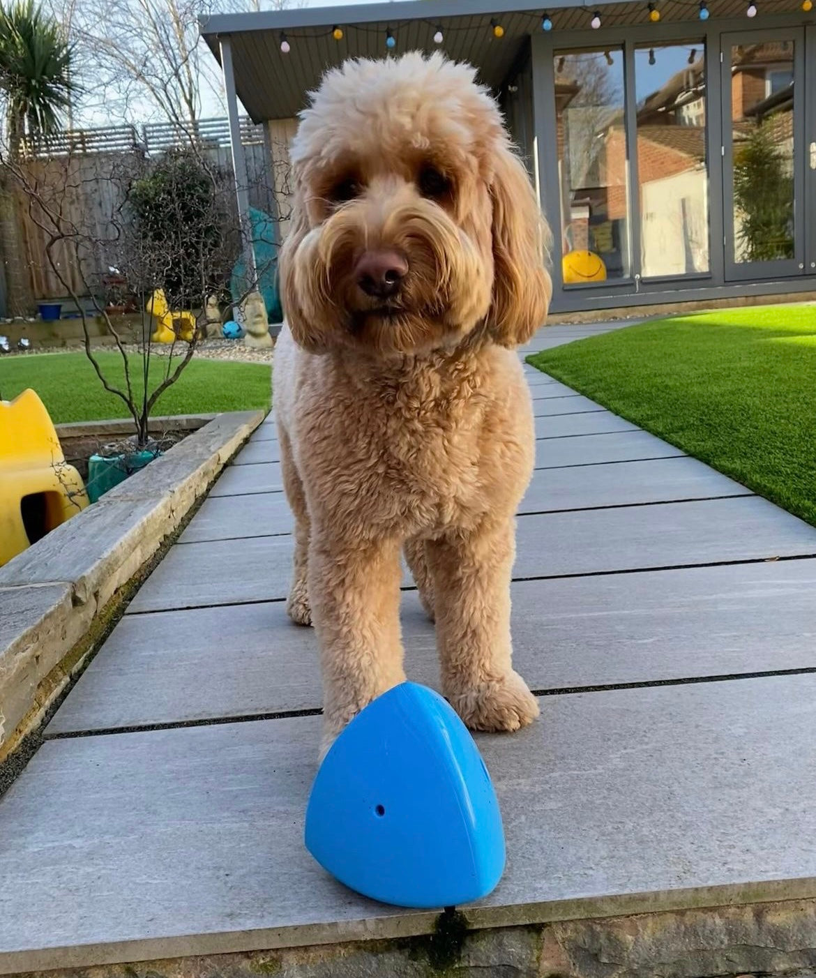The Roolo® Dog Treat Dispenser