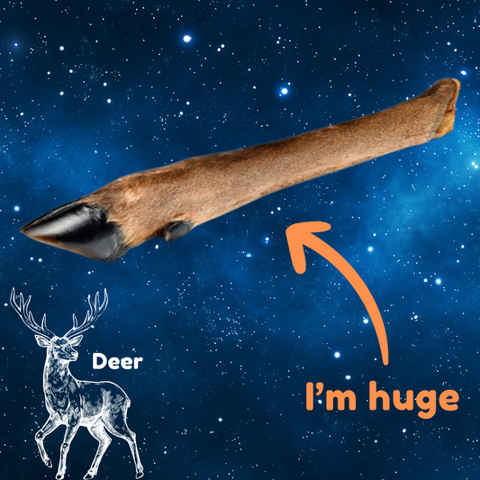 Hairy Deer Leg