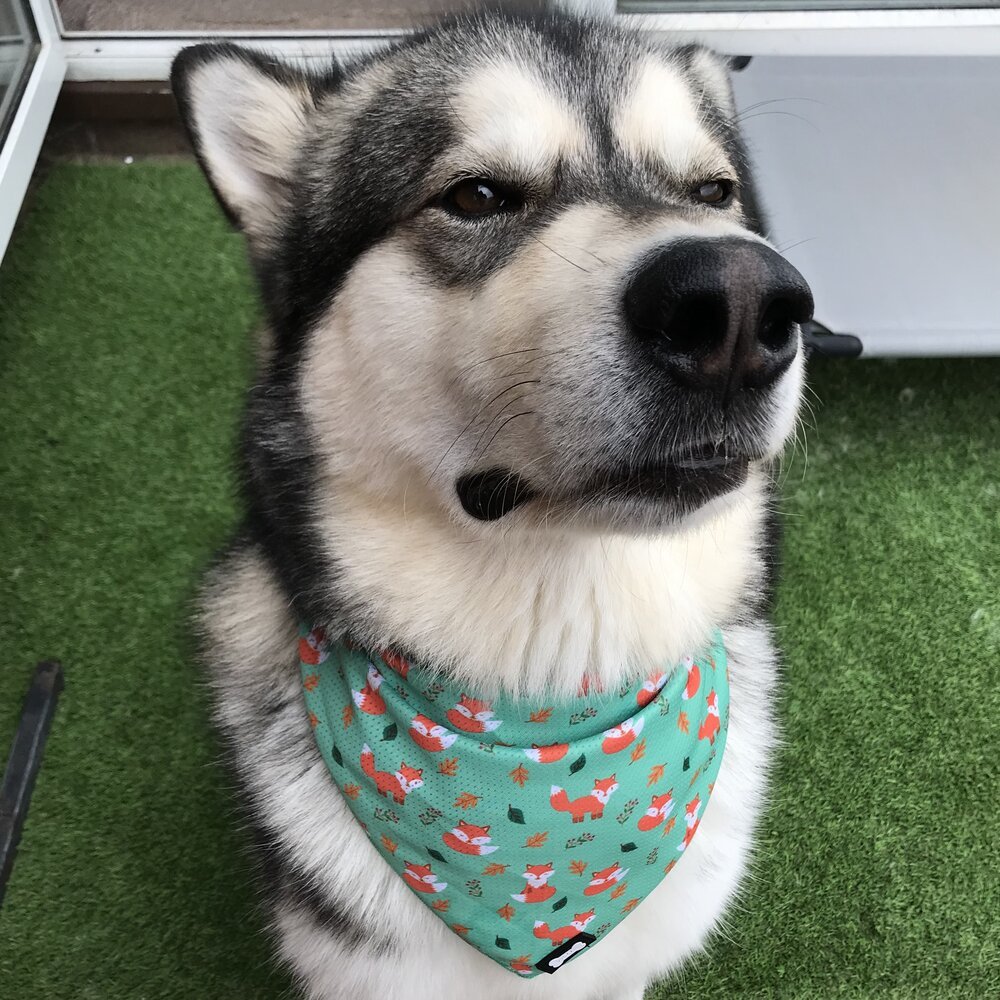 Inquisitive Fox Cooling Bandana