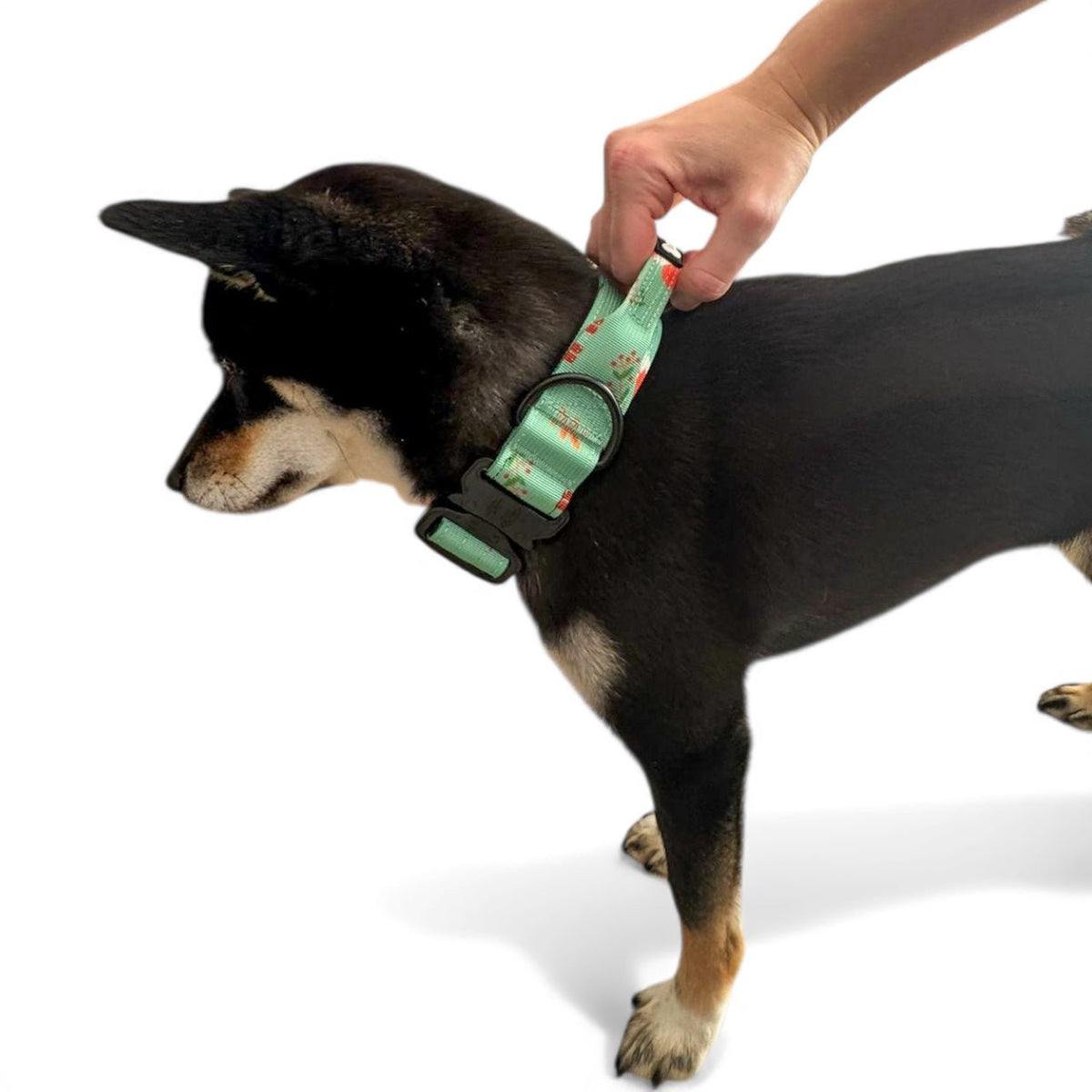 Inquisitive Fox Tactical Dog Collar