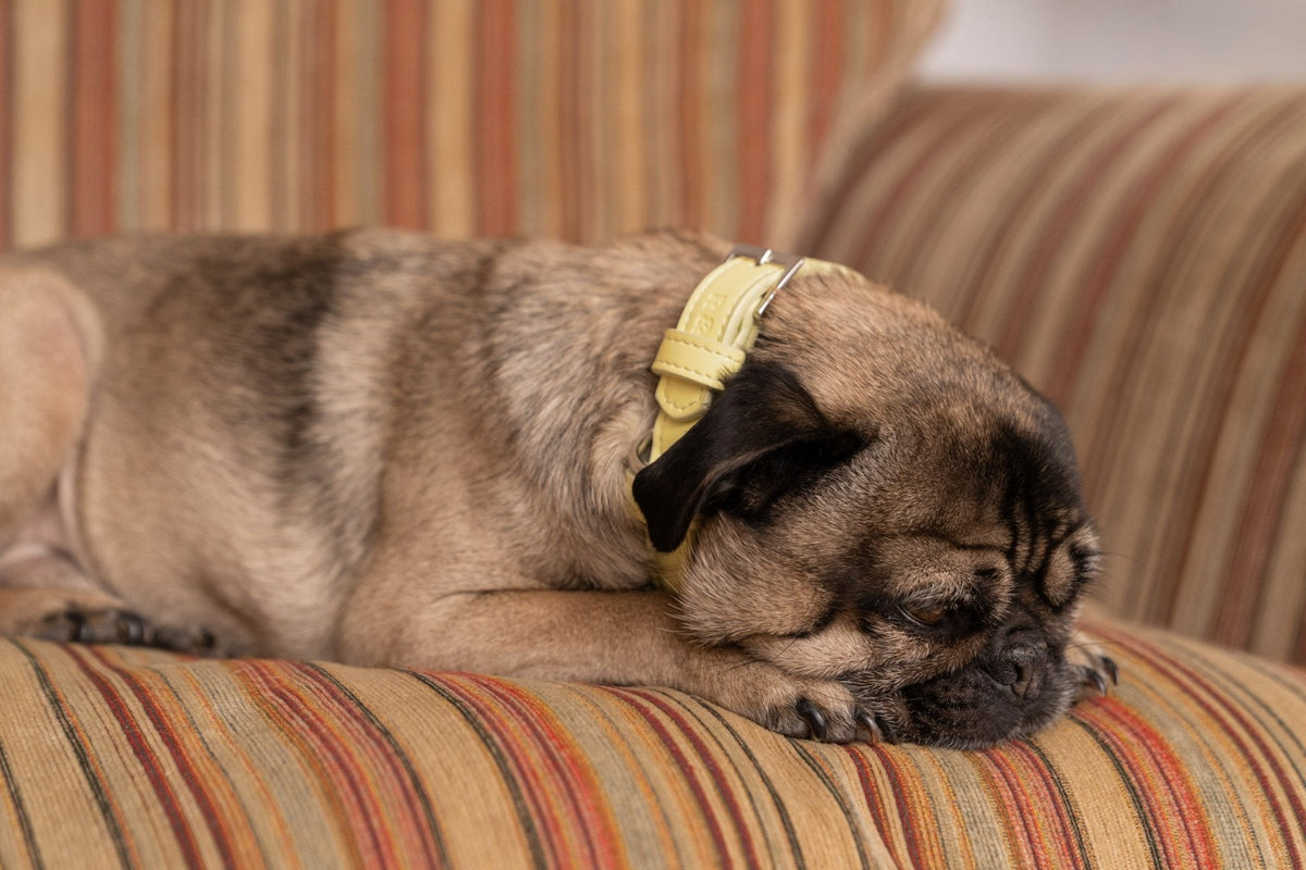Yellow Lignify Dog Collar