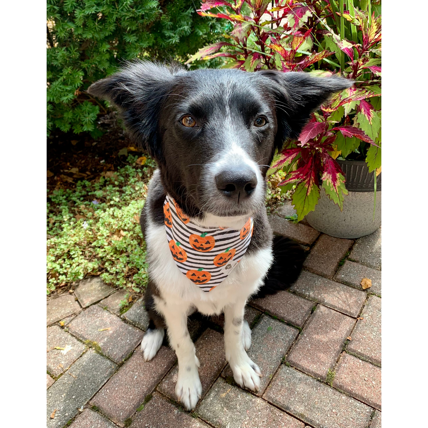 Jack O' Lanterns Slip-On Dog Bandana