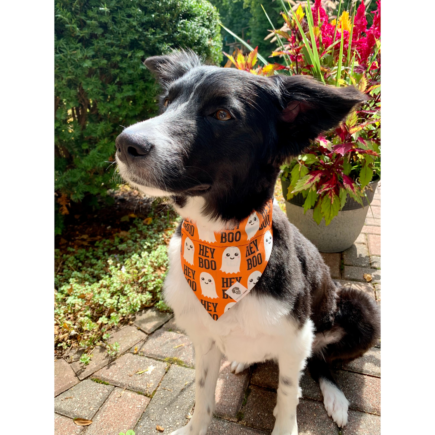 Hey Boo Halloween Slip-On Dog Bandana