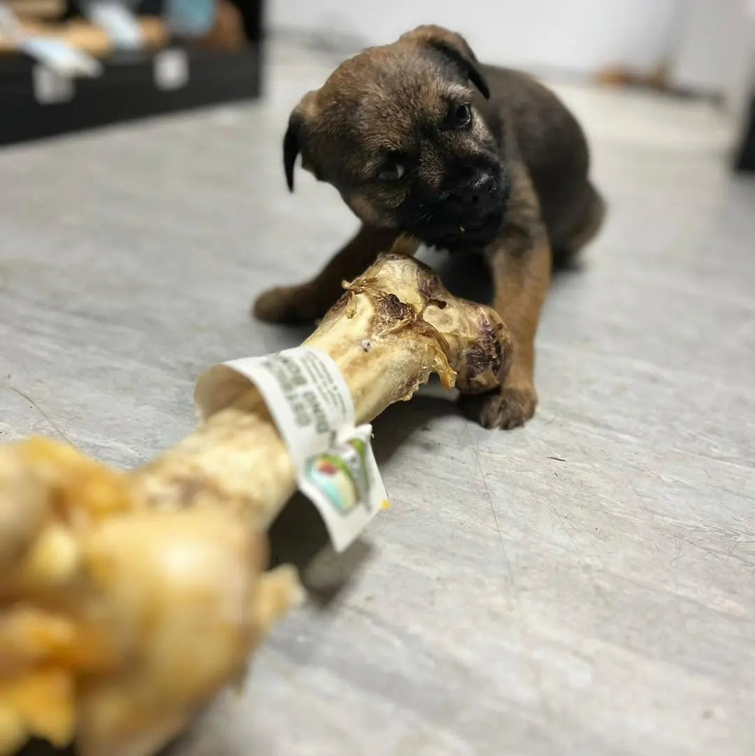 A puppy enjoying a natural chew