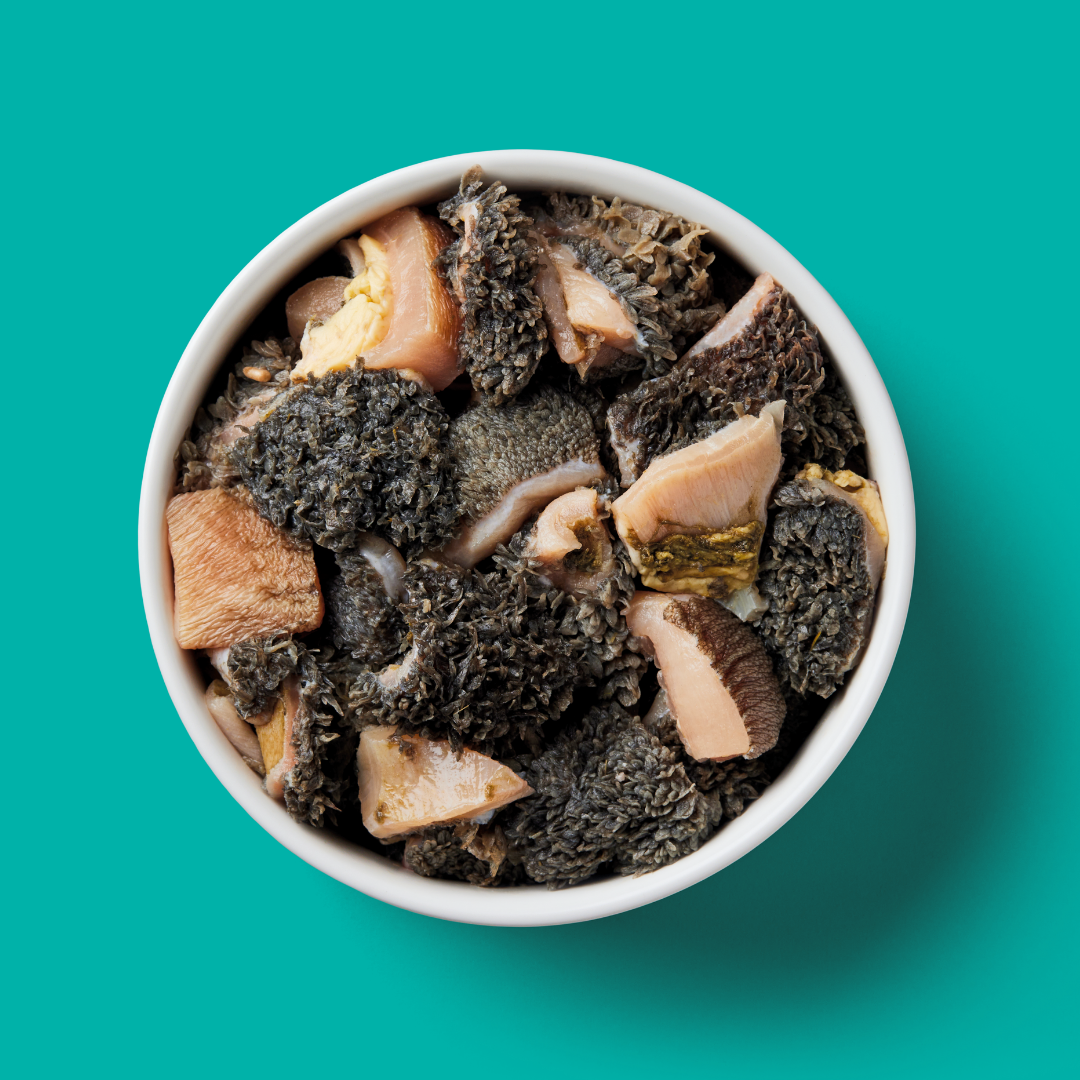 White bowl filled with pet food on a teal background
