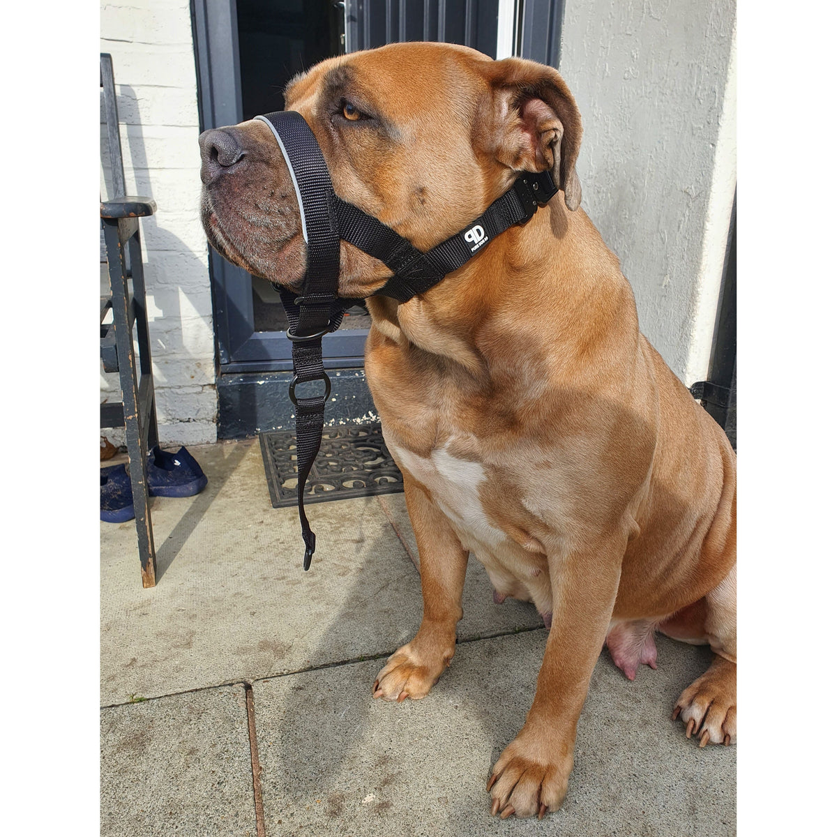 2.5cm Head Collars