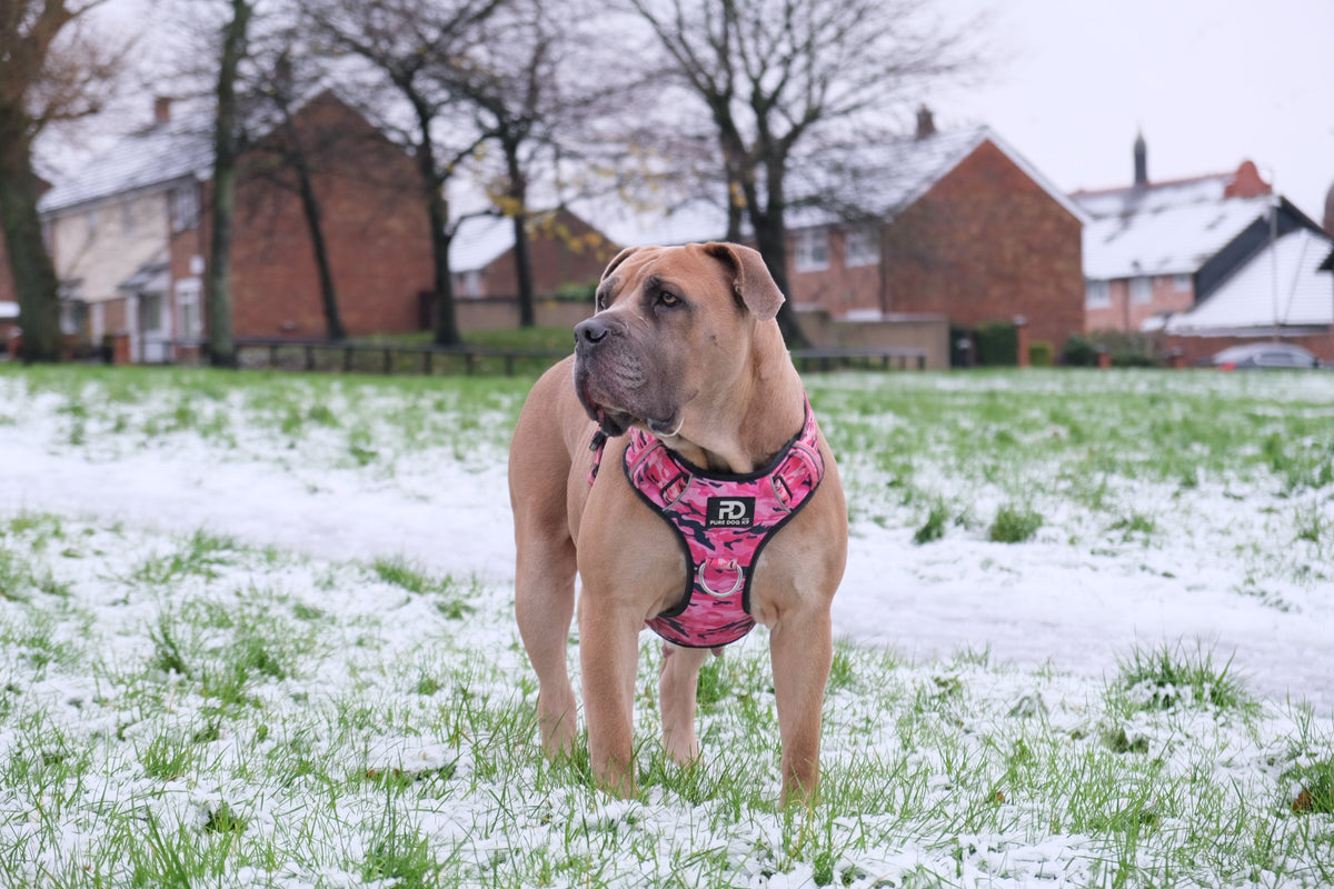 Comfort Harness Pink Camo