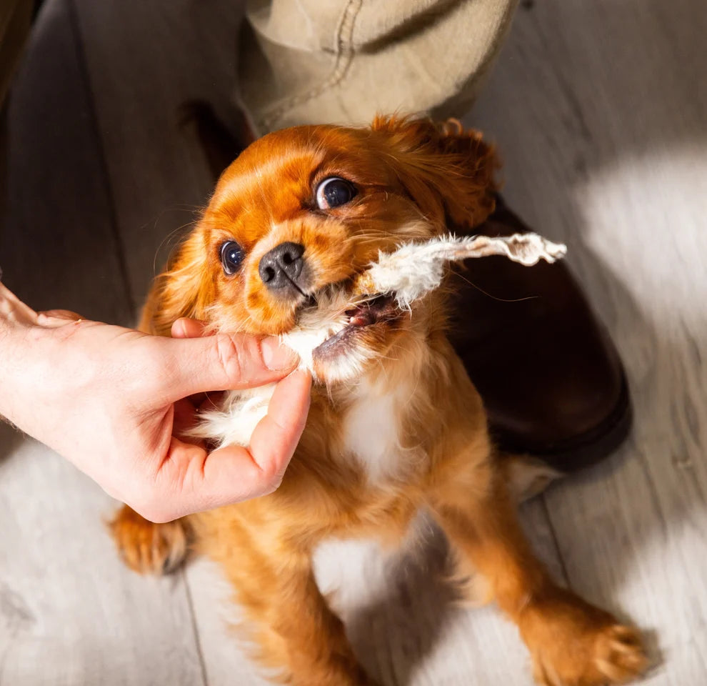 Cute puppy dog eating a hairy rabbit ear
