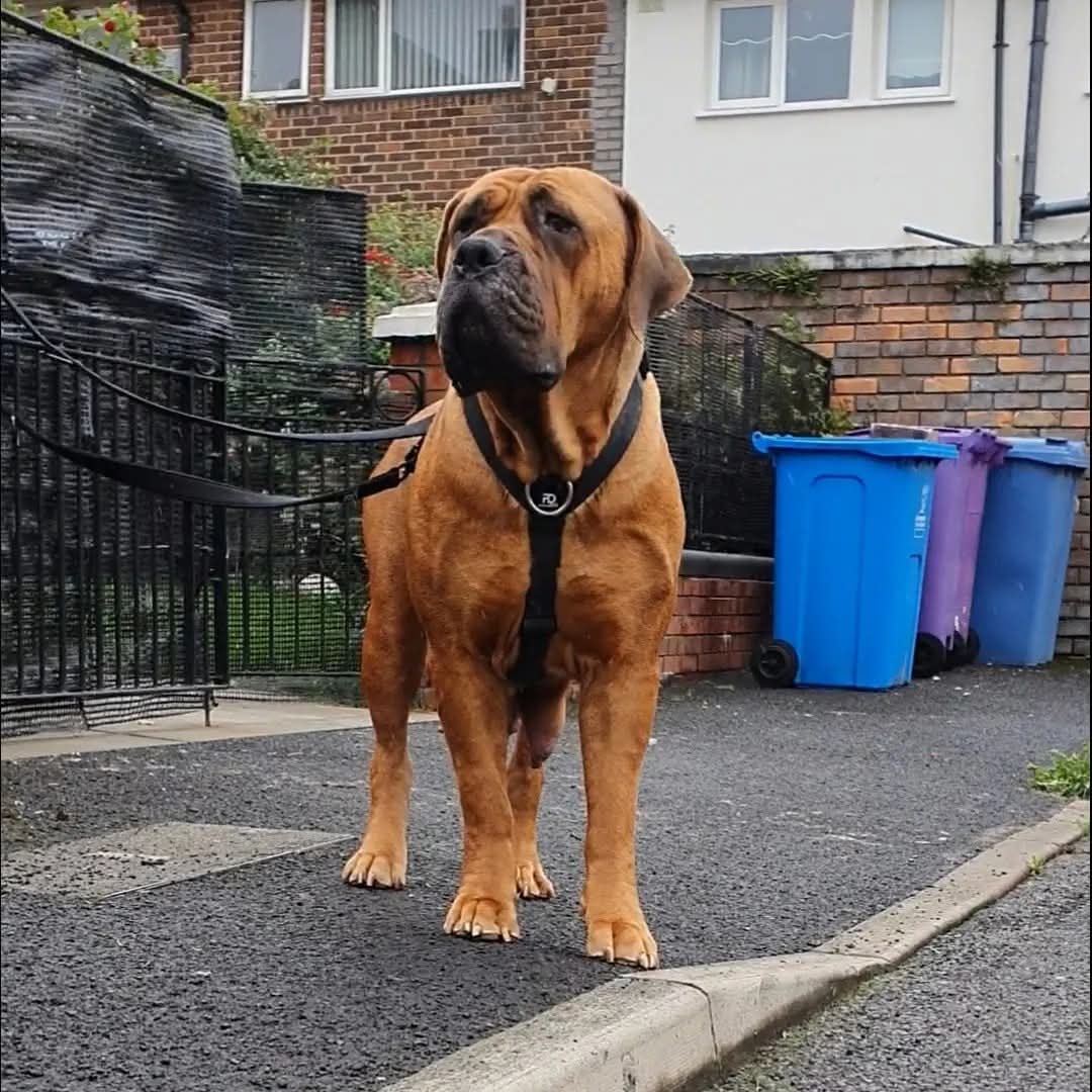 Waterproof Harness