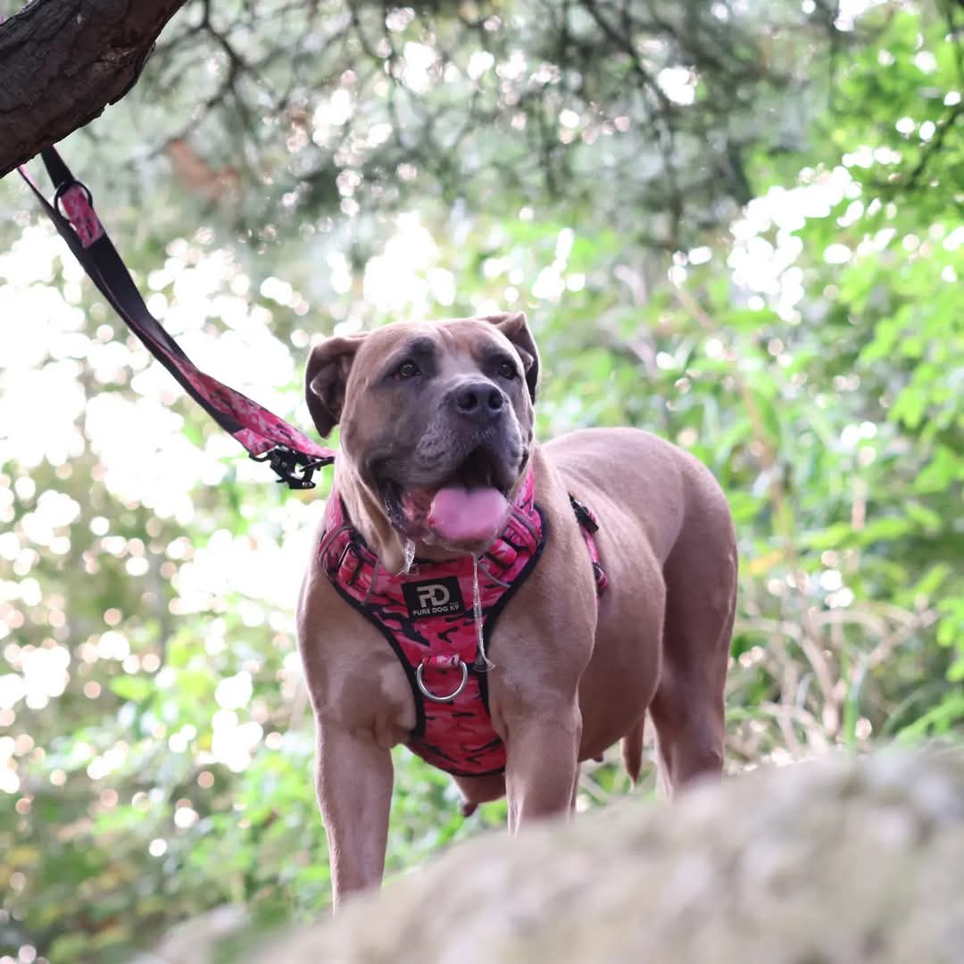 Comfort Harness Pink Camo