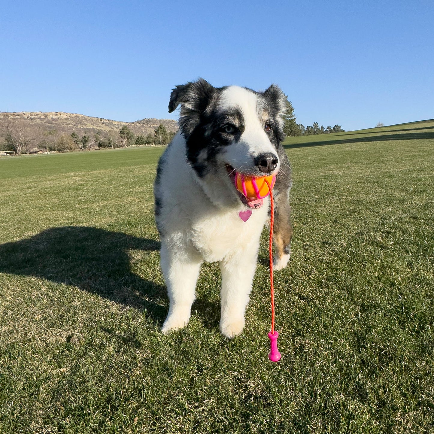 Kong High Viz Bunji Ball