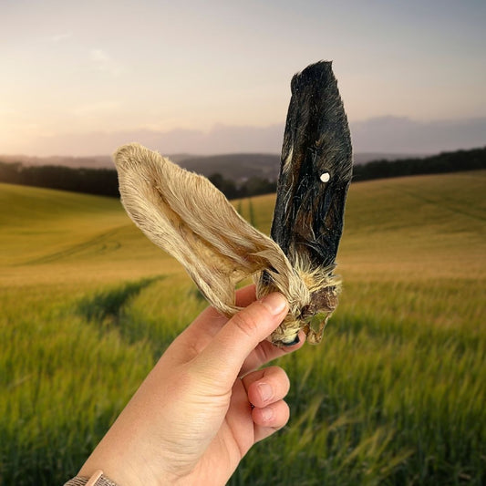 Hairy Lamb Ear - Single