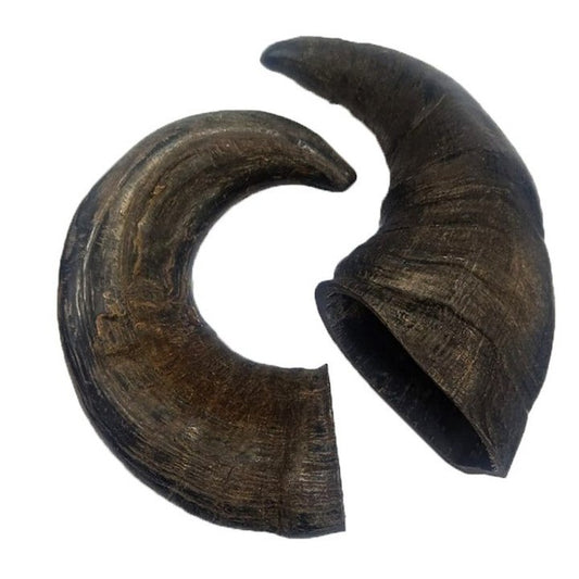 Water Buffalo Horn (single)