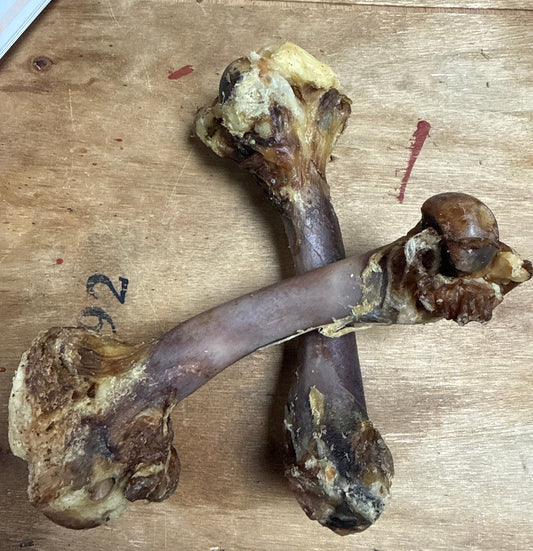An air dried lamb bone