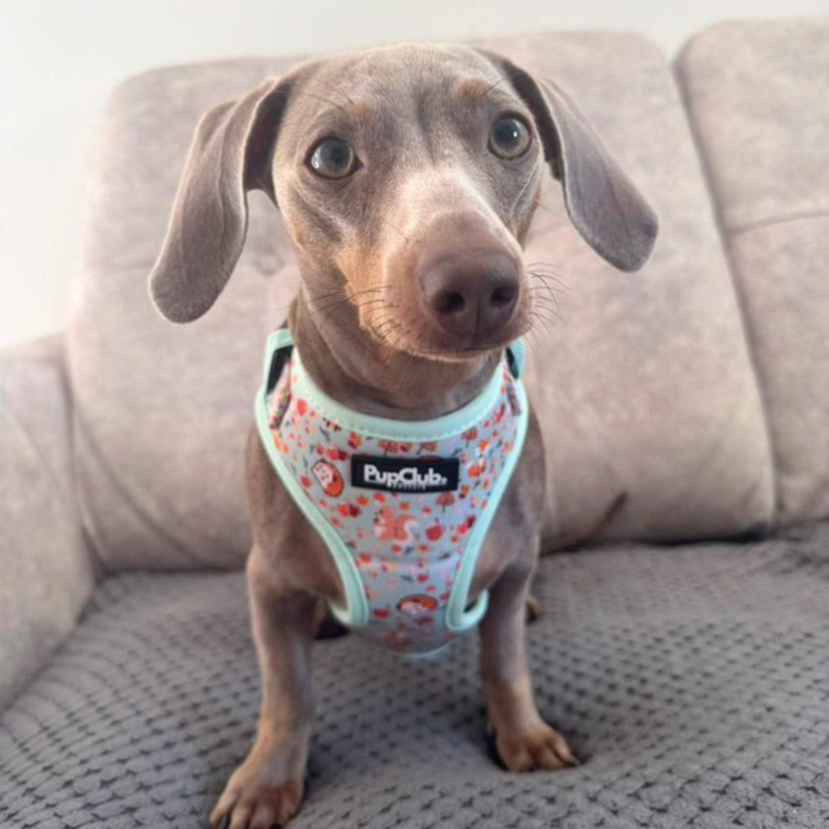 Adjustable Harness - Woodland Friends