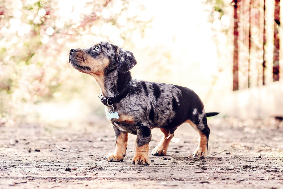 Black Lignify Dog Collar
