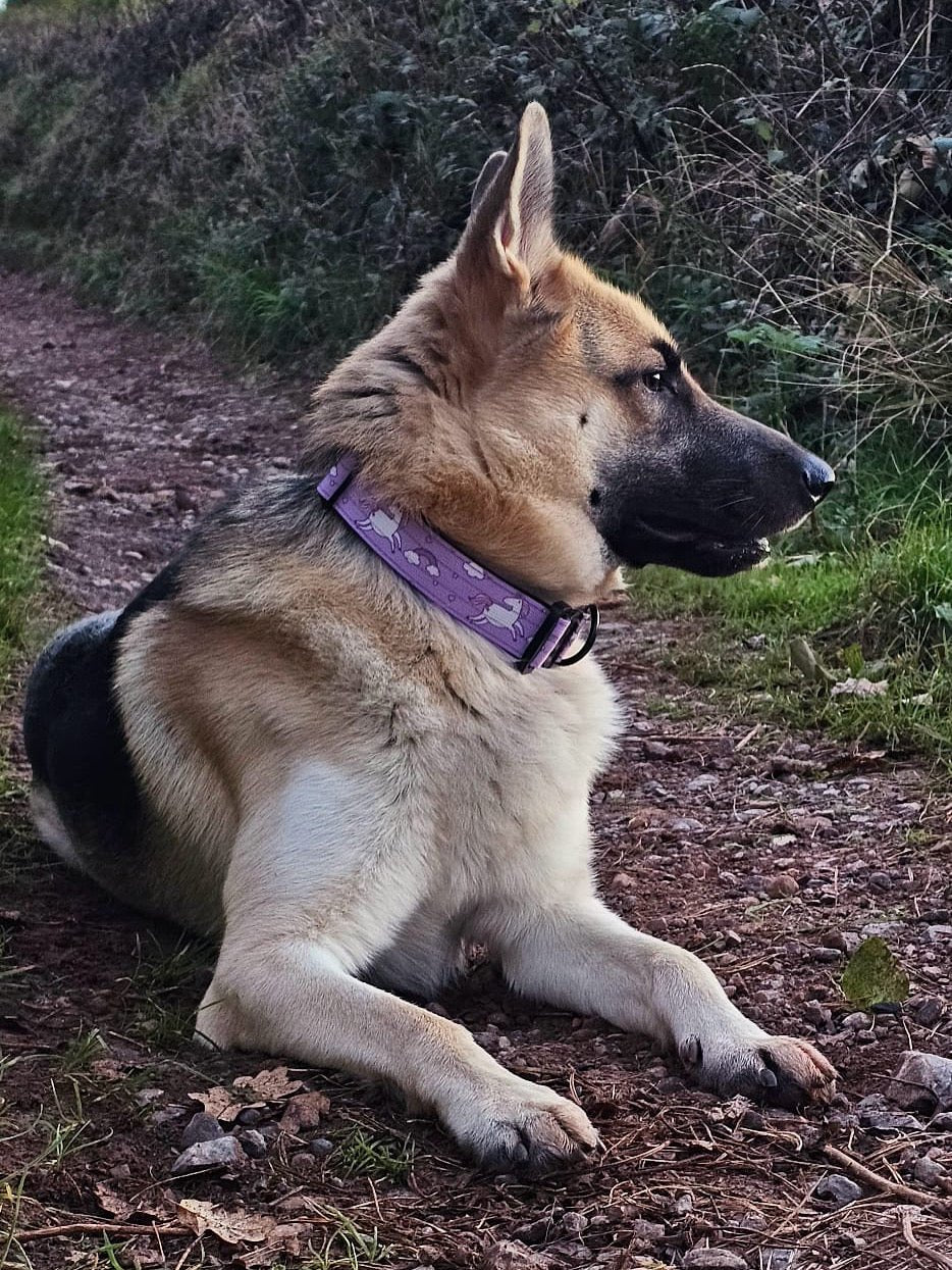 Daydreams and Unicorns Tactical Dog Collar