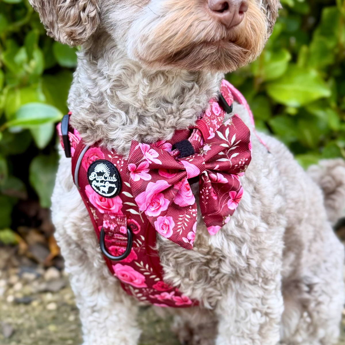Dog Sailor Bow - Burgundy Bloom