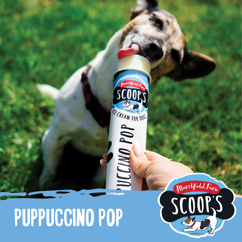 Scoops Dog Puppuccino Ice Pop (frozen)