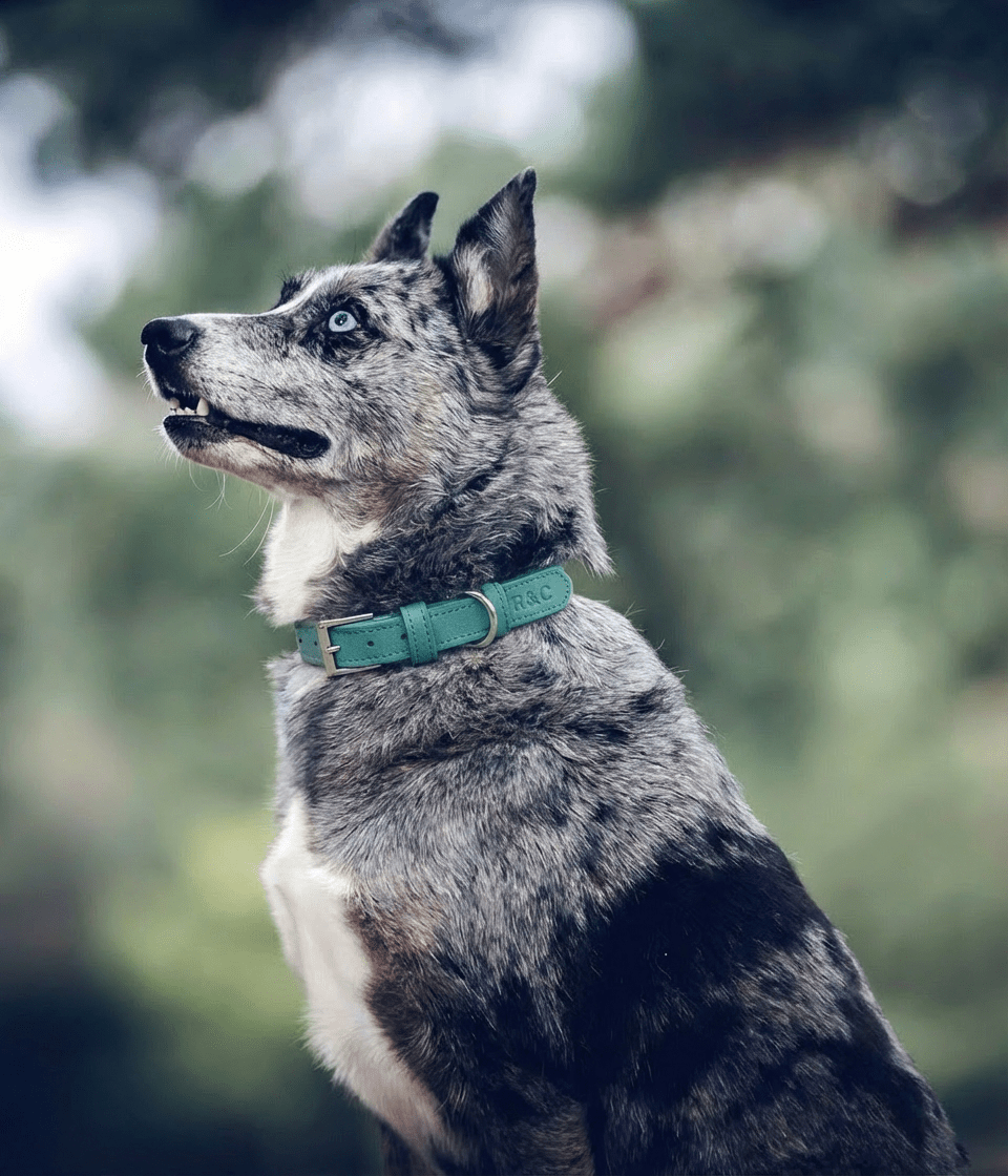 Duck Egg Blue Lignify Dog Collar