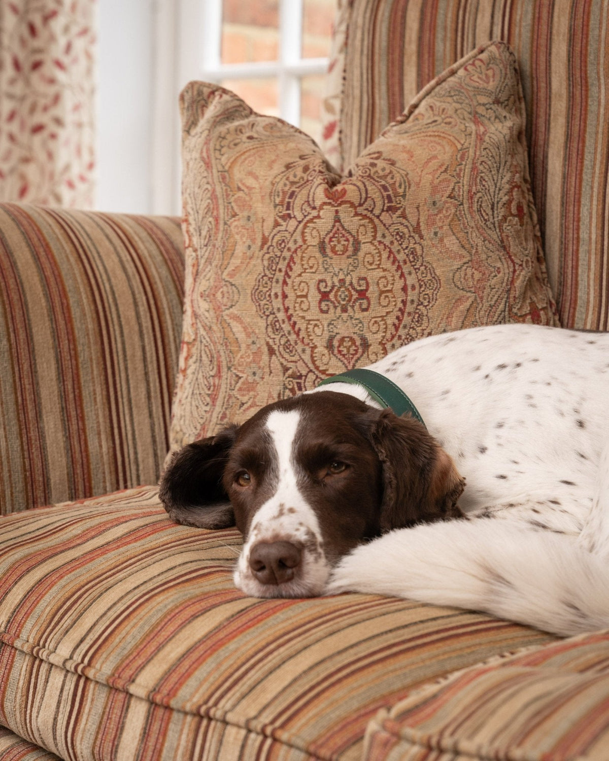 Green Lignify Dog Collar