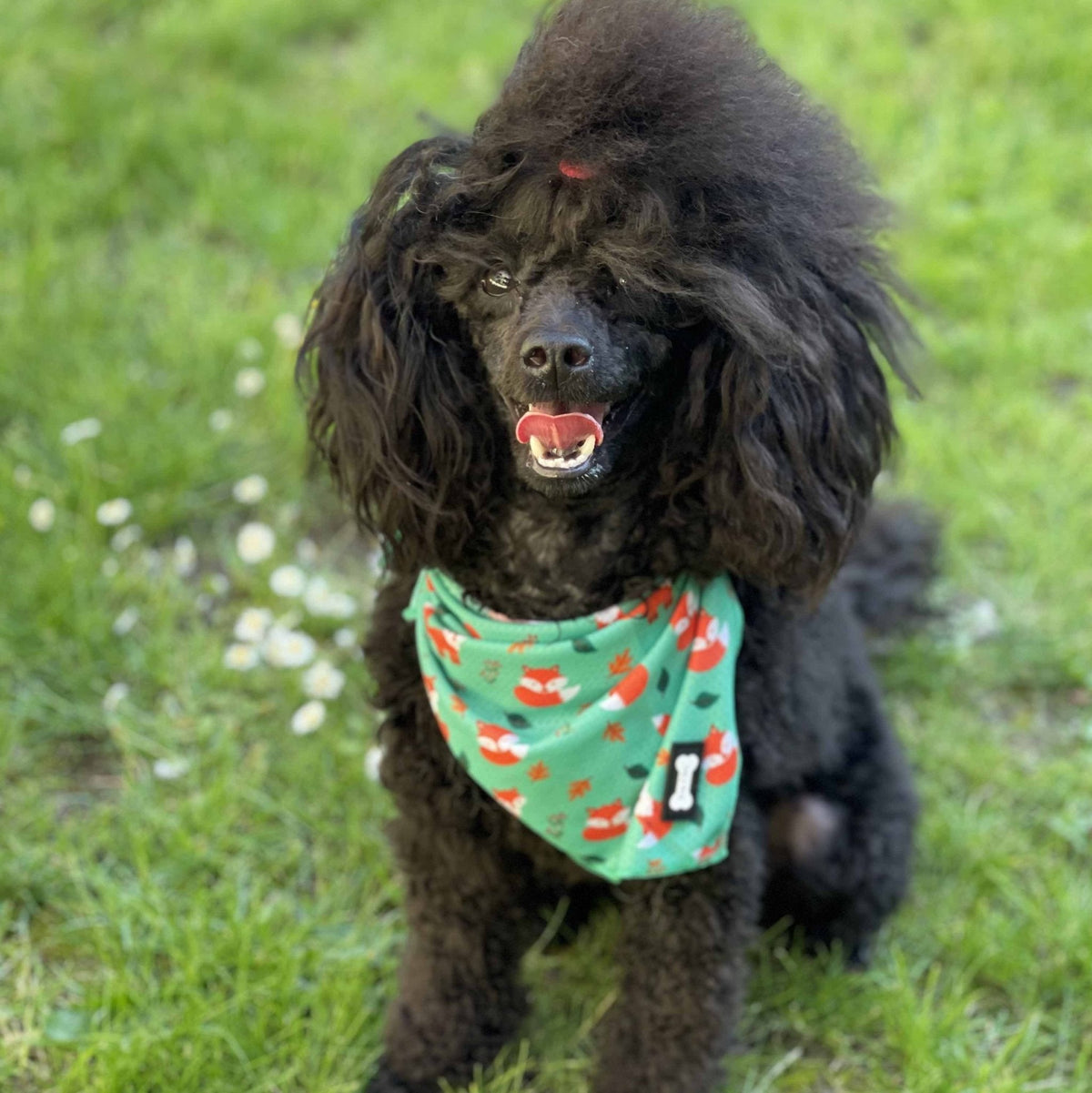 Inquisitive Fox Cooling Bandana