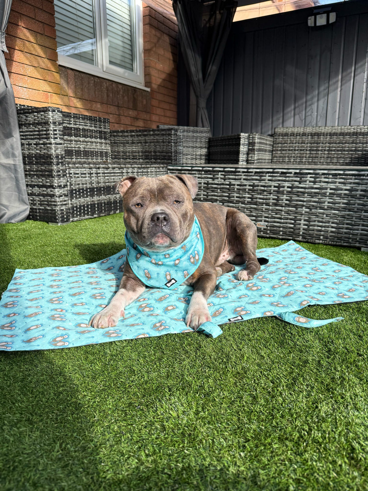 Otterly Lovely Dog Settle Mat - The Perfect Travel Mat for Your Dog! 🦦💙