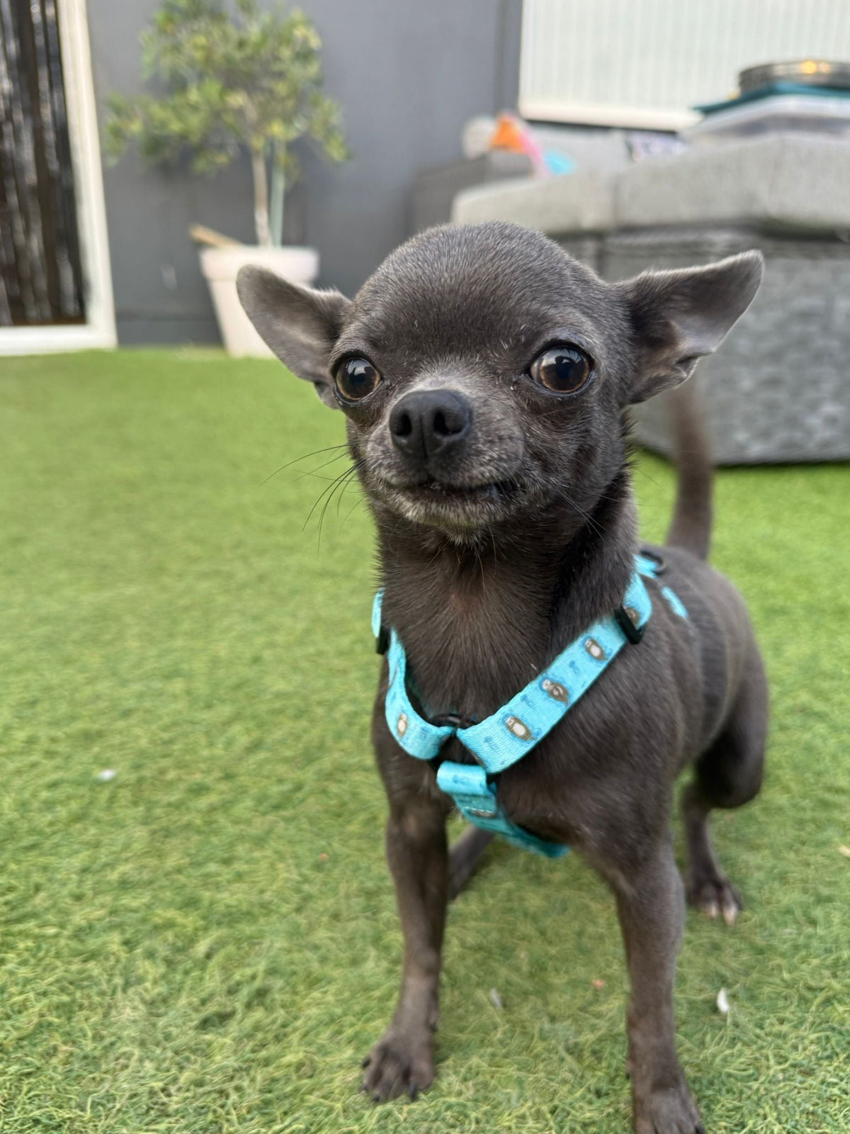 Otterly Lovely XXXS Puppy Harness