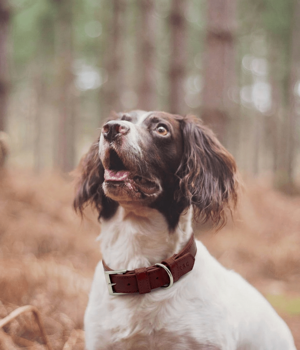 Oxblood Red Lignify Dog Collar