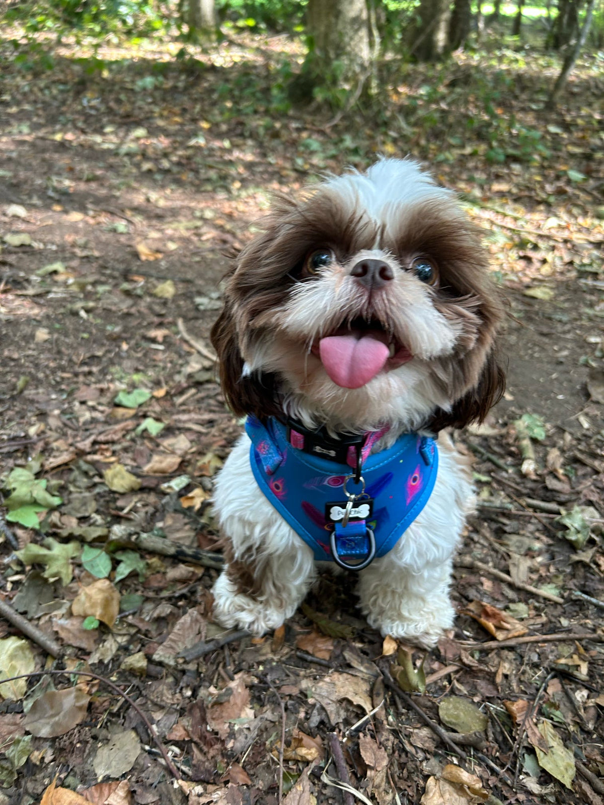 Power Peacock Step-In Adjustable Small Dog Harness