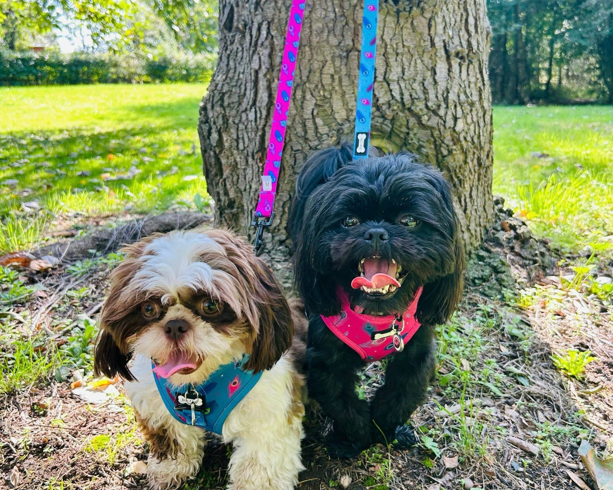 Power Peacock Step-In Adjustable Small Dog Harness