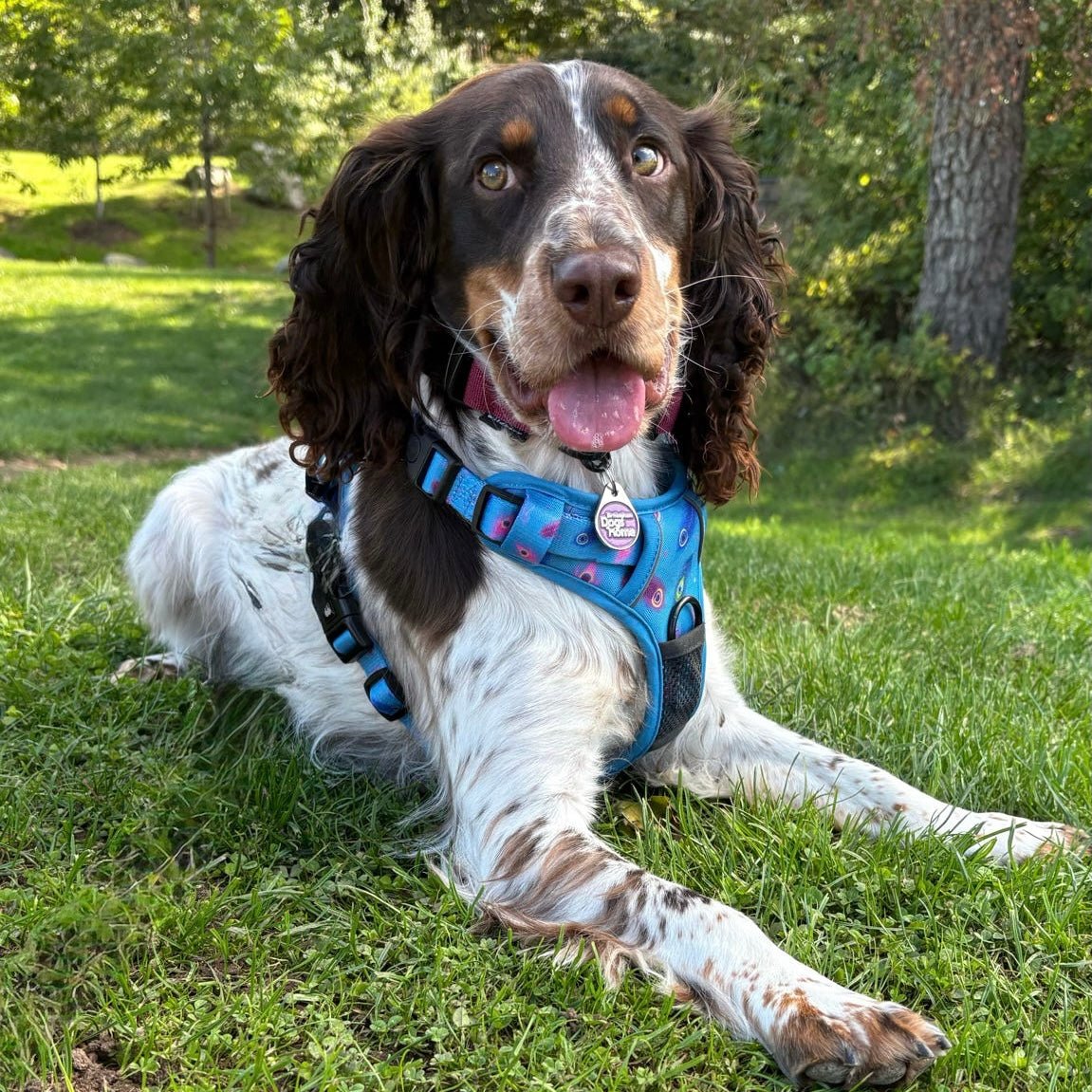 Power Peacock Tactical Dog Harness – No Pull & Fully Adjustable