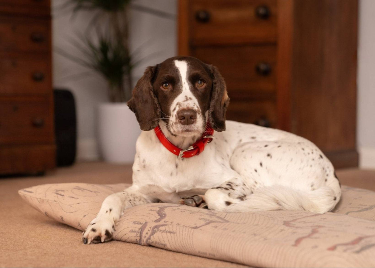 Red Lignify Dog Collar