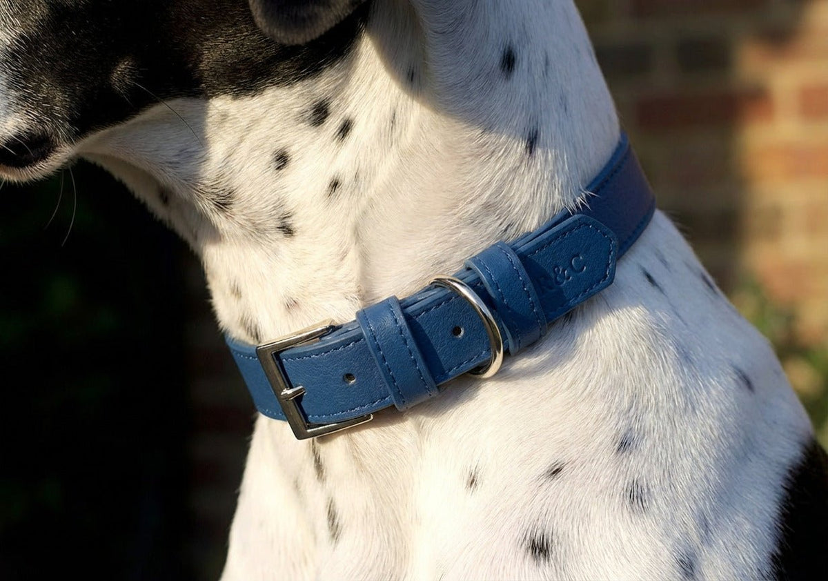 Royal Blue Lignify Dog Collar