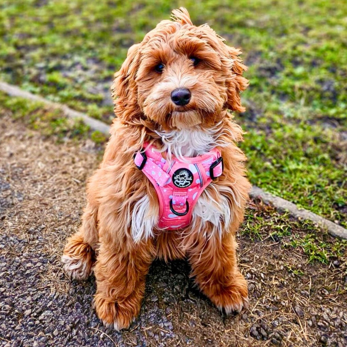 Rugged Rover™ Harness - Peachy Hearts