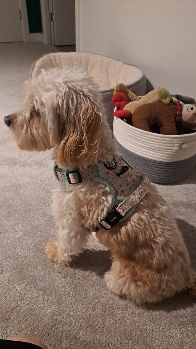 Rugged Rover™ Harness - Woodland Friends