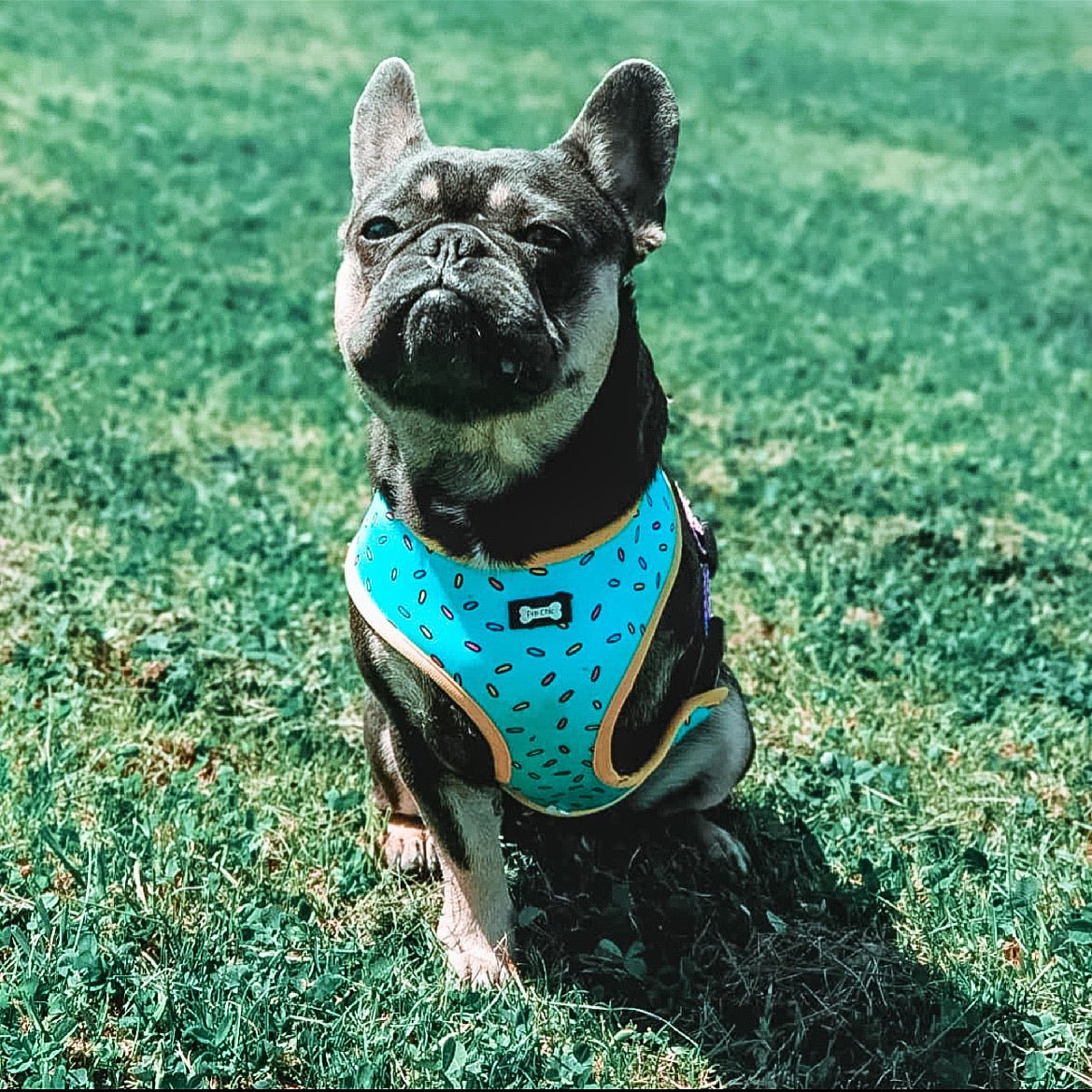 Sprinkles for Days reversible harness