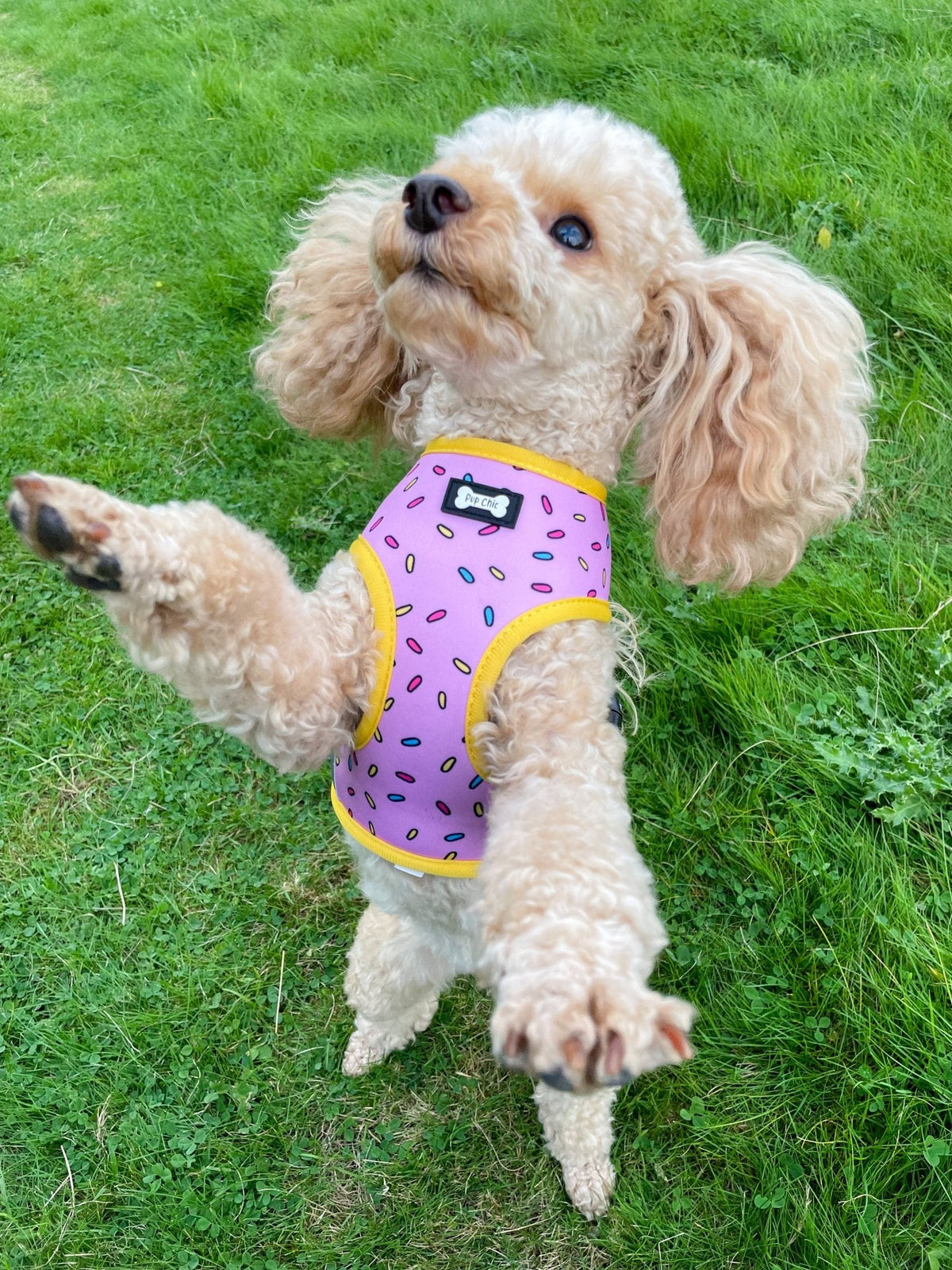 Sprinkles for Days reversible harness