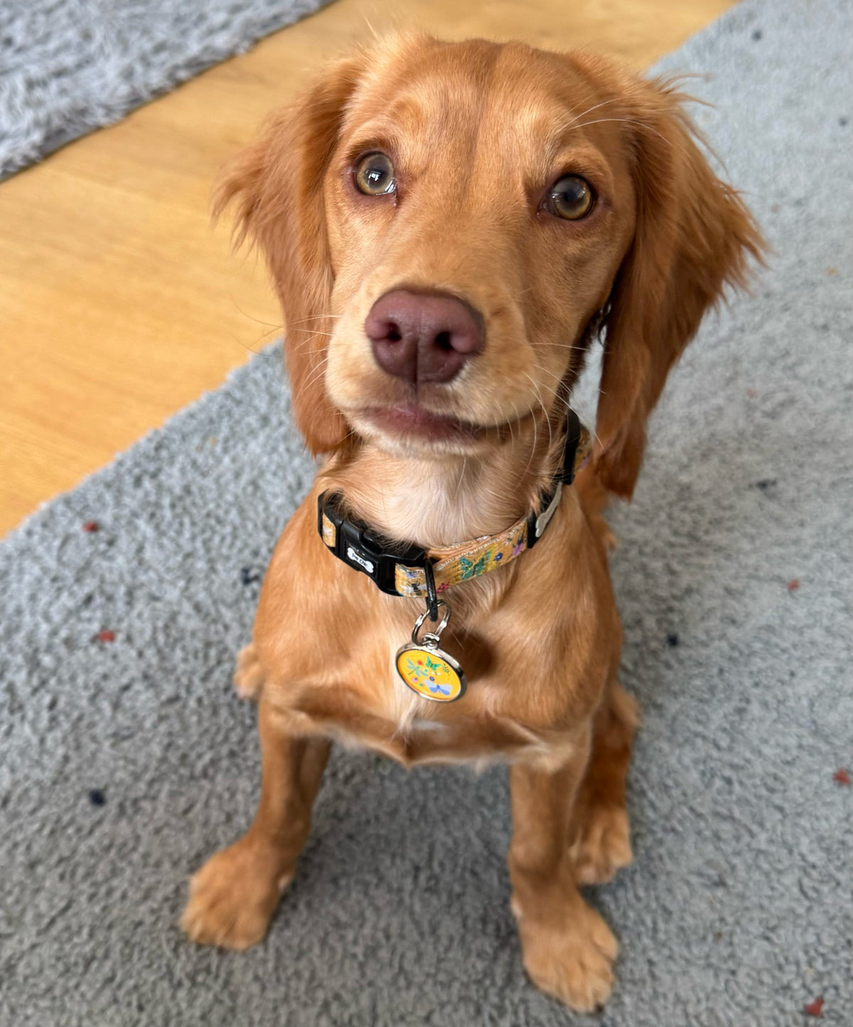 Summer Buzzin’ Dog Collar