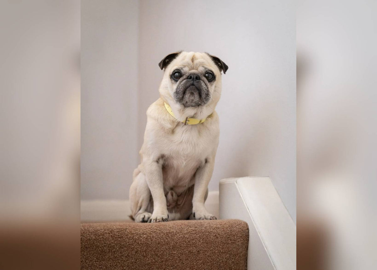 Yellow Lignify Dog Collar