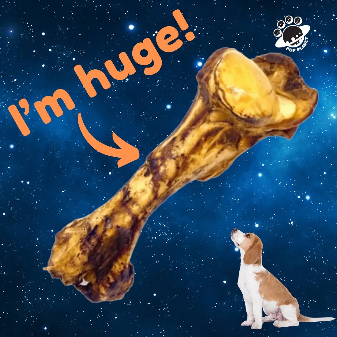 Pup Planet Deli - Large Roasted Whole Bone (100% Beef)