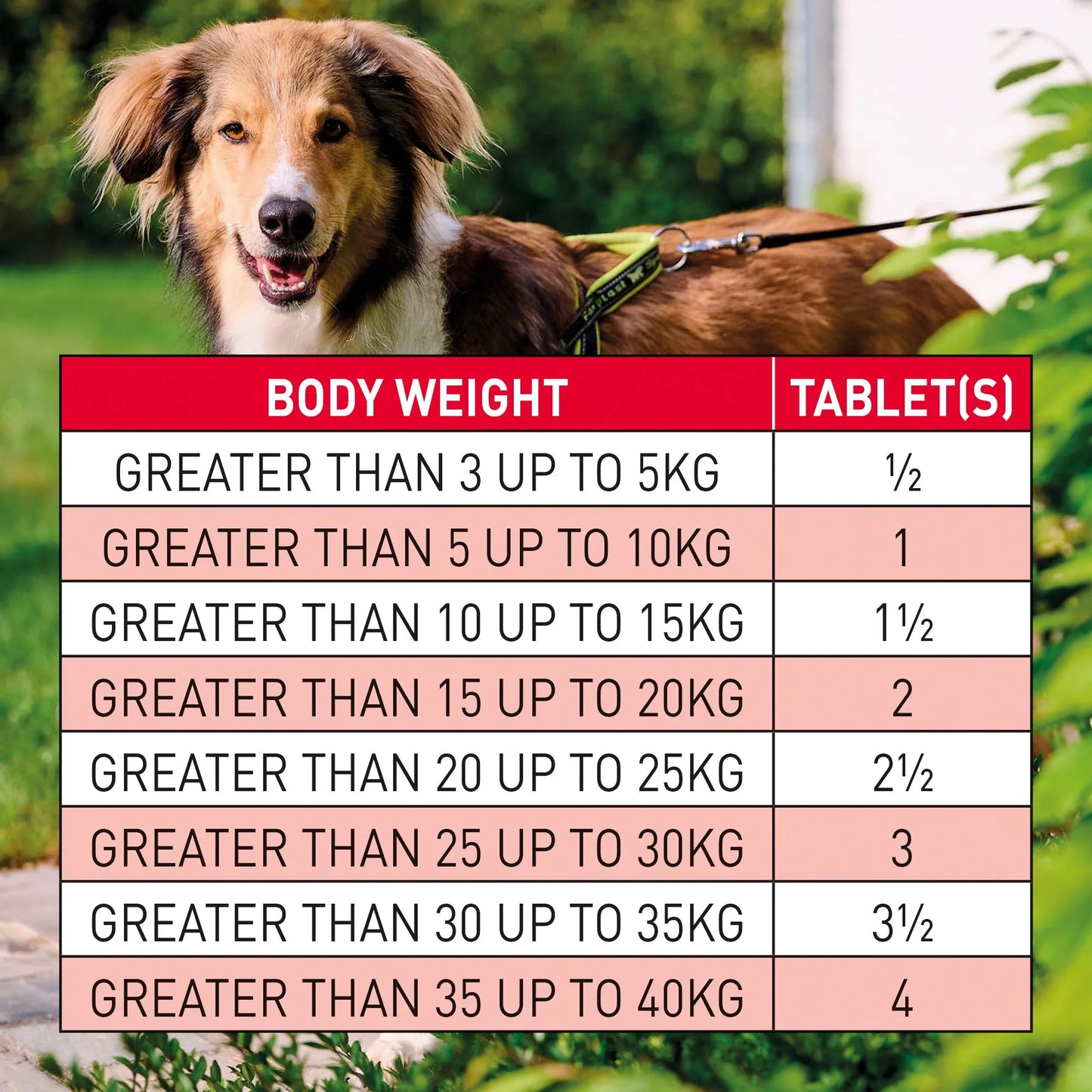 Beaphar WORMclear Dog (6-40kg)