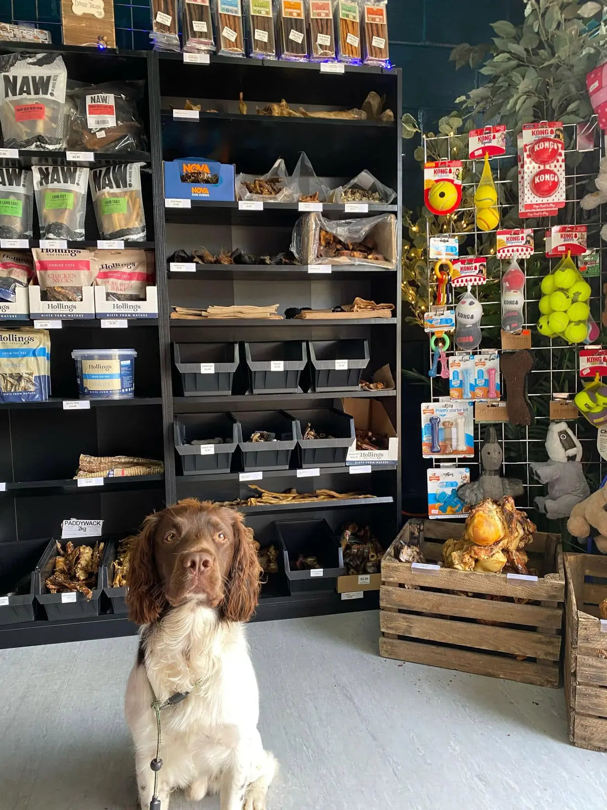 A dog looking up at the treats in Pup Planet