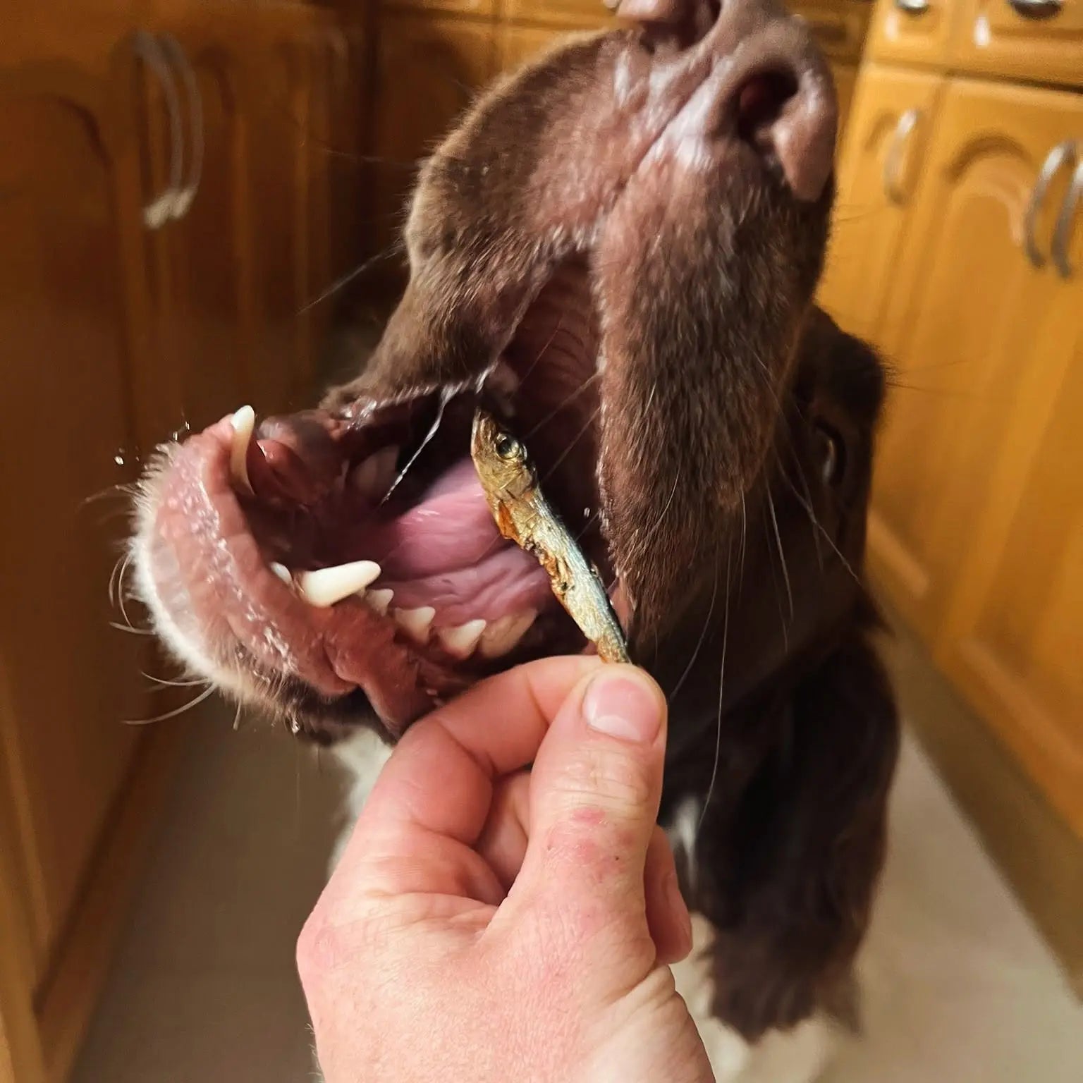 A dog tasting a natural chew